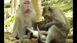Queen Mama Monkey ,The Monkey Queen And Duchess Mama Sit together /Quinton and Dakota Baby Daily