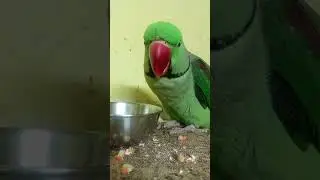 #tota #talkingparot #talkinganimal #birds #nonstoptalkingparrot #funny #talkingpet #parrotlover 