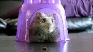 Wubble's movie