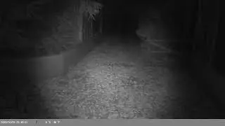 Trap Camera Captures Red Fox (Vulpes vulpes) On 28 October 2025