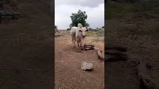 ox voice maramunagala 2     bull 🐂#bulls #ox #voice #farmer #nature #buffalo #gress #
