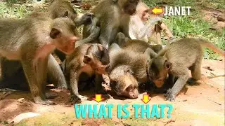 What Happen Janet & Baby Dustin With Many Monkeys Looking At Mount Hole?|Maybe Snake Or Anything?