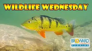 Peacock Bass | Wildlife Wednesday | Broward County Parks