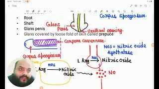 Erection of penis l  Gyanendra Kumar l  Molecular mechanism of erection of penis