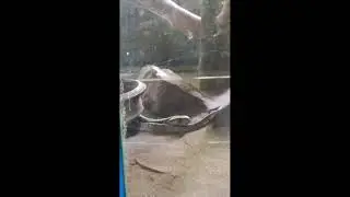 Snake#Meme