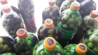 Ullinj te regjur me kripe, qe rrojne per 3-4 vjet
