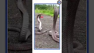 Snake vs Snake: What Really Happens? 😨😱 #shorts #shortsfeed  #snakefacts #ytshorts
