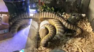 This is a video from 5 years ago. Steve, our Woma Python.