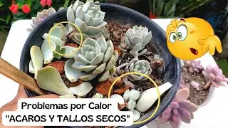 &Aacute;caros y tallos secos &iquest;C&oacute;mo eliminarlos y solucionarlos? 
