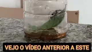018 Este BESOURO succiona FOLHAS #animals #insects #besouro #folhas #succao