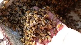 Scooping bees by bare hand #honey #hive #scooping