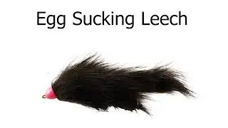 Egg Sucking Leech