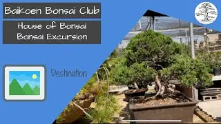 House of Bonsai - Bonsai Destination - Baikoen Bonsai Club - Safer @ Home Bonsai Series