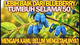 Lebih baik daripada blueberry dan jeruk. Tumbuh selama 50 tahun. Mengapa kamu belum mengetahuinya?