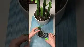 Молочай трёхгранный #shorts #молочай #euphorbia #суккуленты #succulent