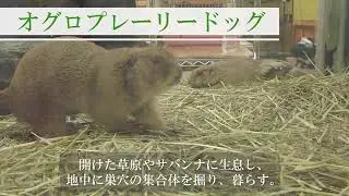 オグロプレーリードッグ【Gather Animals 紹介動画】