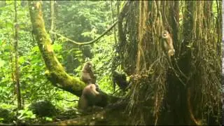 Equatorial Guinea - The Dril (trailer)