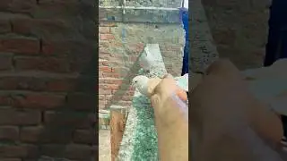 How to easy catch birds #bird #shorts #viralvideo #trending #pigeon