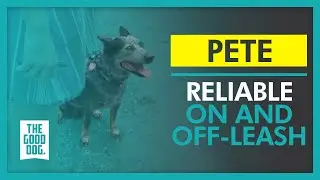 Reliable on and off-leash | Pete | The Good Dog Training