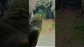 chiku is watching beaver 🦫 😱🦜#amazonparrot#parrot#pets#birds#animals#beaver#viral#shortvideo#shorts