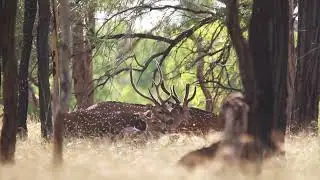 Hard Antler And Velvet Stag Within A Mob Of Chital Deer - Spotted Safaris