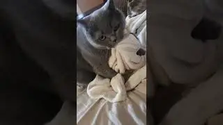 Разбойник #cat #видосыоткота #кот #веселыекоты #юмор #прикольныекоты #котик