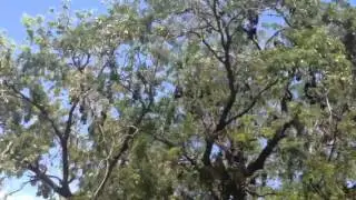 Flying foxes - Cairns