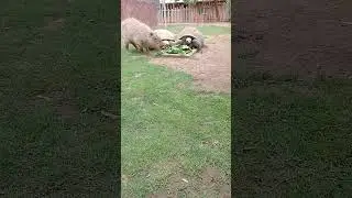 #beautiful #tortoise #bonding #wildlife