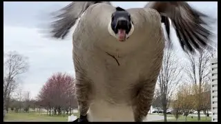 Goose Attack!!!