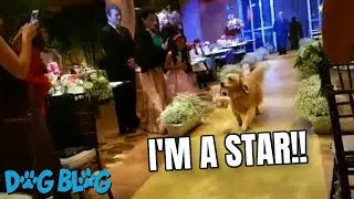 Adorable Ring Bearer Dog Steals the Show at Wedding
