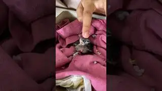 Pelihara anak burung pipit yg jatuh dari sarangnya #kokkalai #2024 #burungpipit #babybird