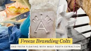 Dental, with wolf tooth EXTRACTION - plus FREEZE BRANDING 3 colts!!