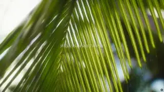 Secrets of Reethi Rah &ndash; Maldivian Wellness Rituals at One&Only