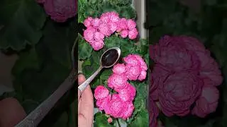 ЛОЖКА под любой цветок и даже чахлый оживет, зазеленеет и зацветет #plants #сад