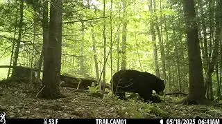 2025 Part 1 Western Mass Wildlife