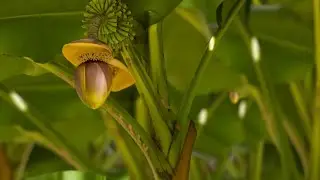 Banana Flower Recipe | Healthy & Traditional Dish Manipuri l No oil #food #manipurifood #cooking