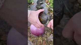 finding huge pearl inside clam😳😳😳😳😳😳