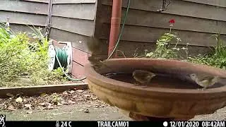 Brown Thornbills