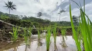 ASMR the sound of water flowing in a rice field | help insomnia with the relaxing sound of water