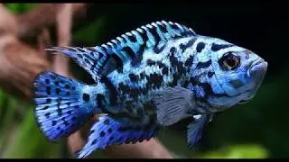 Caracteristicas y cuidados del Blue Dempsey