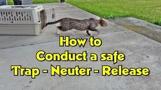 Conducting a Trap Neuter Release Program WITHOUT Getting Clawed Up