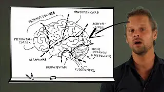 De werking van de hersenen en hersengebieden - Hersenen en leren Deel 1