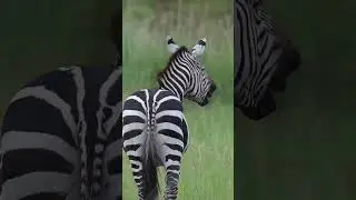 Zebras have sophisticated communication skills  #nature #animals #new #graze #kenya #shorts