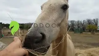 World's favourite paddock cleaner - The fun way to keep your paddock clean (Full demonstration)
