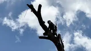 Tree Cutting With Cut Hut