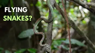 Why Is This Snake Gliding In The Air?