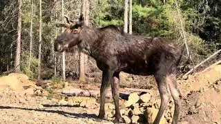 Opening the Off-Grid Property-Moose visit-Outhouse flooring Japanese preserving-