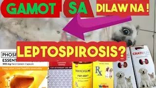 LEPTOSPIROSIS SA ASO? GAMOT SA LEPTOSPIROSIS #leptospirosis #dog #shihtzu #petshub #pets