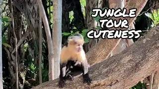 I Went on a WILD Monkey Tour in Costa Rica