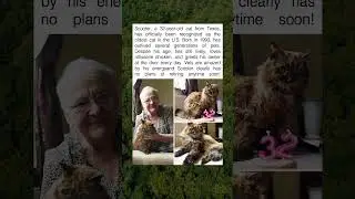 Meet Scooter &mdash; The Oldest Cat in America at 32